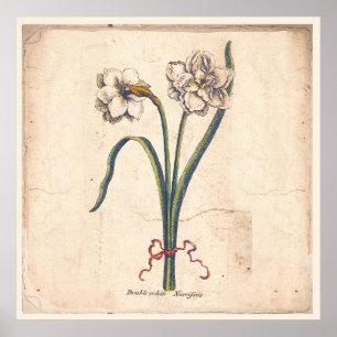 Antiek Poster met botanische afdruk Wit Narcissus