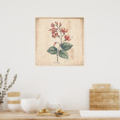 Antiek Poster voor botanische afdruk Scarlet Runne (Keuken)