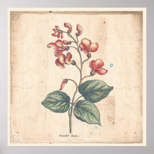 Antiek Poster voor botanische afdruk Scarlet Runne