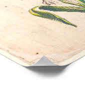Antiek Poster voor botanische afdrukken (Hoek)
