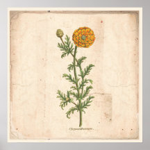 Antiek Poster voor botanische afdrukken Chrysanthe