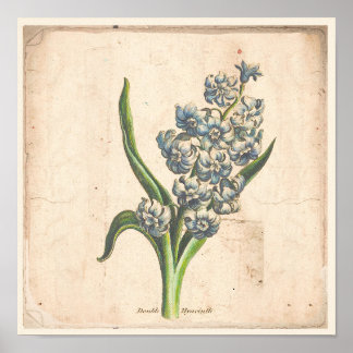 Antiek Poster voor botanische afdrukken Hyacinth B