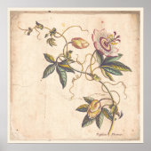Antiek Poster voor botanische afdrukken - Passion (Voorkant)