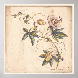 Antiek Poster voor botanische afdrukken - Passion 