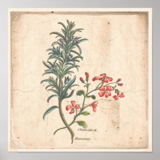 Antiek Poster voor botanische afdrukken Rosemary H
