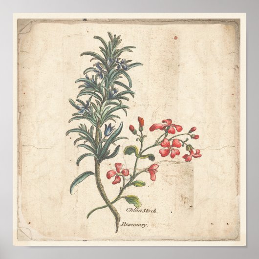 Antiek Poster voor botanische afdrukken Rosemary H (Voorkant)