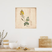 Antiek Poster voor botanische afdrukken Veronica F (Keuken)