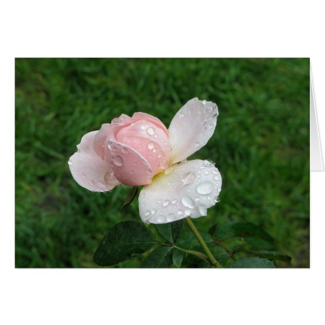 Antiek Roos 3 (Voorkant Horizontaal)