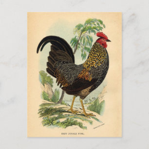 Antiek Rooster-leder Briefkaart