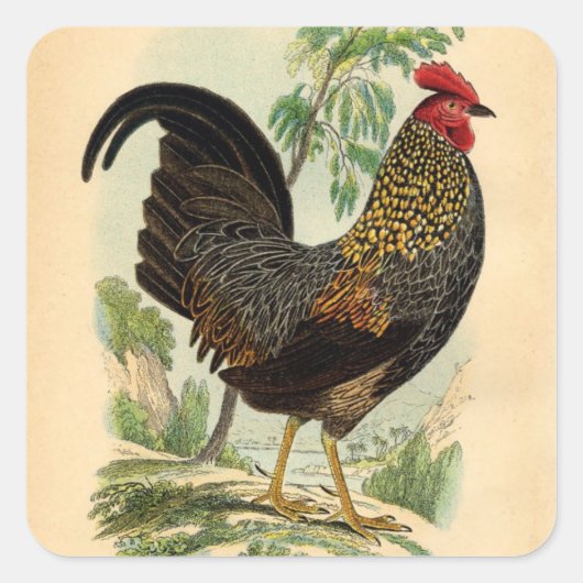 Antiek  Rooster-leder Vierkante Sticker (Voorkant)
