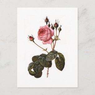Antiek roze Rozen in Bloom Briefkaart