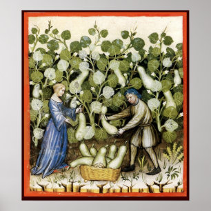 ANTIEK SQUASH HARVEST POSTER