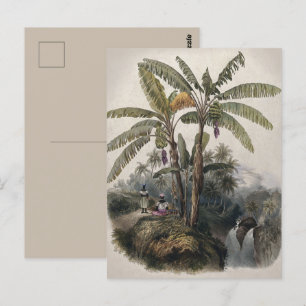 Antiek tropisch bananenbos Bota Briefkaart