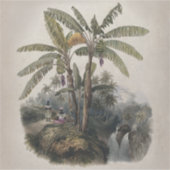 Antiek tropisch bananenbos | Bota Sticker (Voorkant)