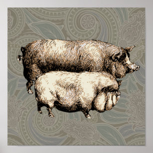 Antiek Varkens  tekening Poster