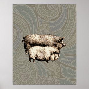 Antiek Varkens  tekening Poster