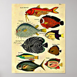 antiek visdruk poster