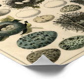 Antiek vogels en nestPoster Poster (Hoek)