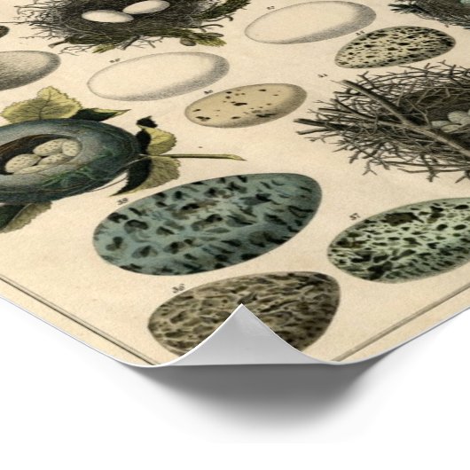 Antiek vogels en nestPoster Poster (Hoek)