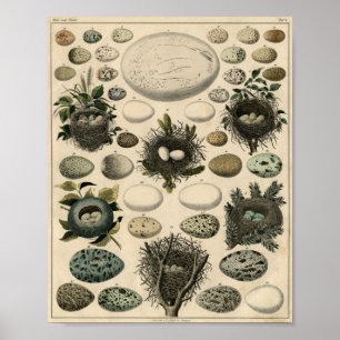 Antiek vogels en nestPoster Poster