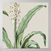 Antiek Waterverf Botanische afdruk Poster (Voorkant)