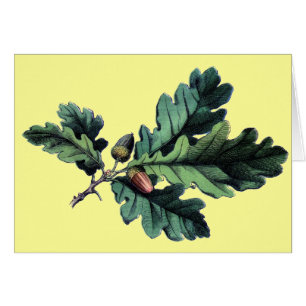 Antiek zwarte bessen en eikels met een botanische