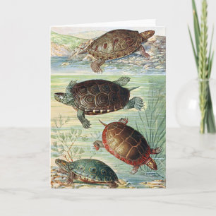 Antieke 1920 Boek Water Schildpadden Illustratie K Kaart