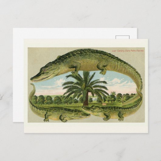 Antieke Alligator Ansichtkaart Briefkaart (Voorkant / Achterkant)