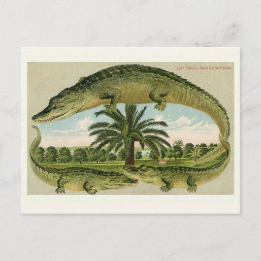 Antieke Alligator Ansichtkaart Briefkaart (Voorkant)
