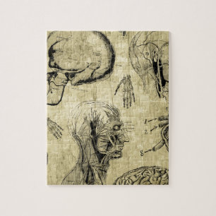 Antieke anatomie schedel legpuzzel