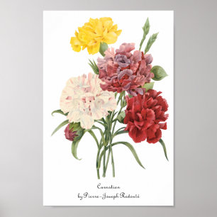 Antieke Anjers Dianthus Tuin Bloemen Redoute Poster