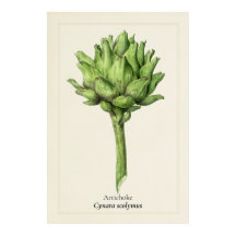 Antieke Artisjok Botanische Illustratie | Keuken