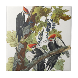 Antieke Audubon Kuifspecht Vogelkunst Tegeltje