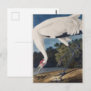 Antieke Audubon Trompetkraanvogel Vogel Natuur Kun Briefkaart