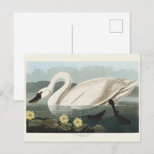 Antieke Audubon White Swan Waterlelie Kunst Briefkaart