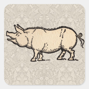 Antieke Biggetje Illustratie Cute Vintage Vierkante Sticker