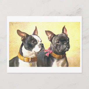 Antieke Boston Terriers Briefkaart