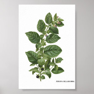 Antieke botanische illustratie van Atropa Belladon Poster