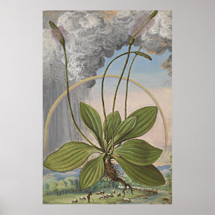 Antieke botanische kunst Broadleaf Plaintain Poster