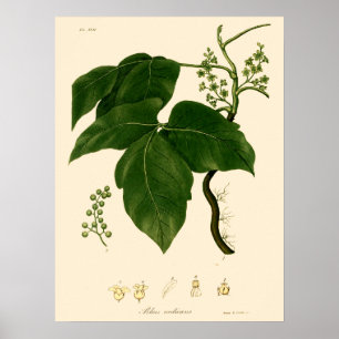 Antieke botanische kunst van gifsumak uit het Vict Poster