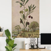 Antieke botanische kunstolijventeelt poster (Thuiskantoor)