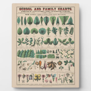 Antieke Botanische Schoolkaart Vintage Natuur Fotoplaat