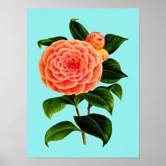 Antieke Camellia Bloem Poster (Voorkant)