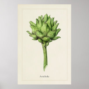 Antieke Culinaire Artisjok Botanische Kunstprint Poster