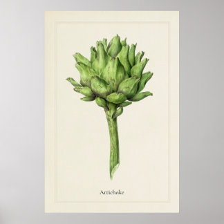 Antieke Culinaire Artisjok Botanische Kunstprint Poster