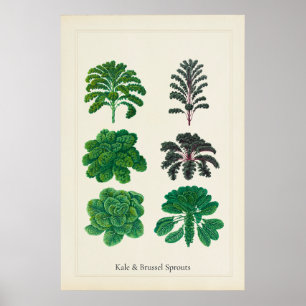 Antieke Culinaire Botanische Kunstprint Boerenkool Poster