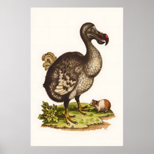 Antieke Dodo Print Natuurhistorische Illustratie 1