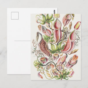 Antieke Ernst Haeckel Botanische Pitcher Plant Briefkaart