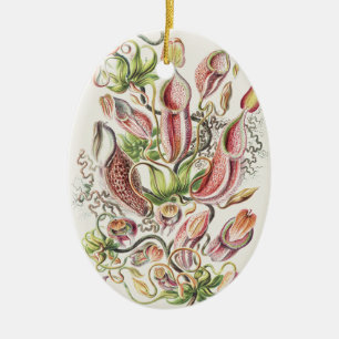 Antieke Ernst Haeckel Botanische Pitcher Plant Keramisch Ornament