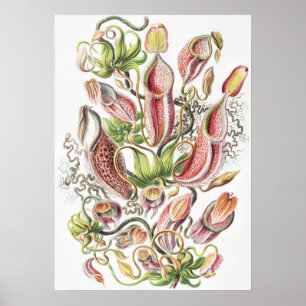 Antieke Ernst Haeckel Botanische Pitcher Plant Poster